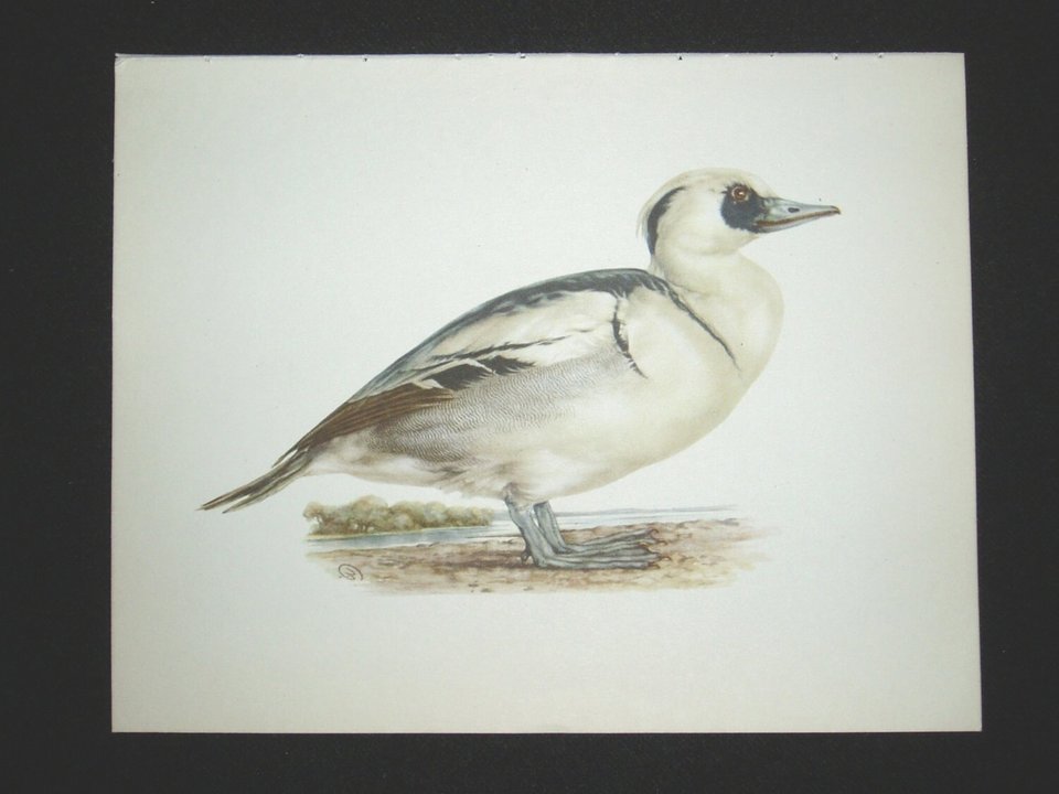 Bird Print, Smew, Mergus Albellus, 1962 Book Plate, Demartini