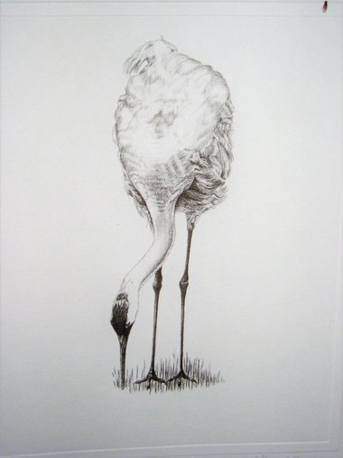 Thorpe, Sandhill Crane Publishers Print, "Damned Contacts!!"