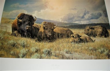 Nancy Glazier Print, The Heritage, Bison, Listed Artitst, Signed/Numbered